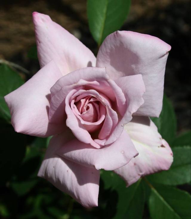 35058364_10160458872940243_1819809855569920000_n