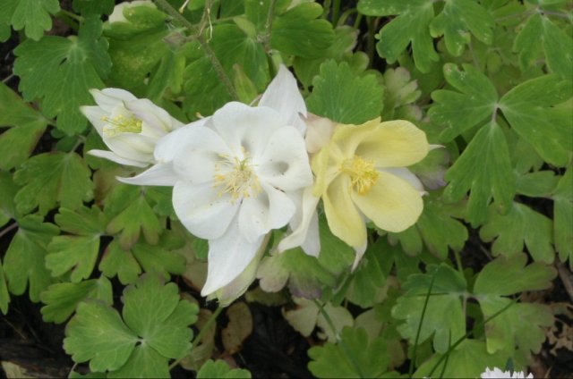 35461374_10160487595255243_4316812126732681216_o