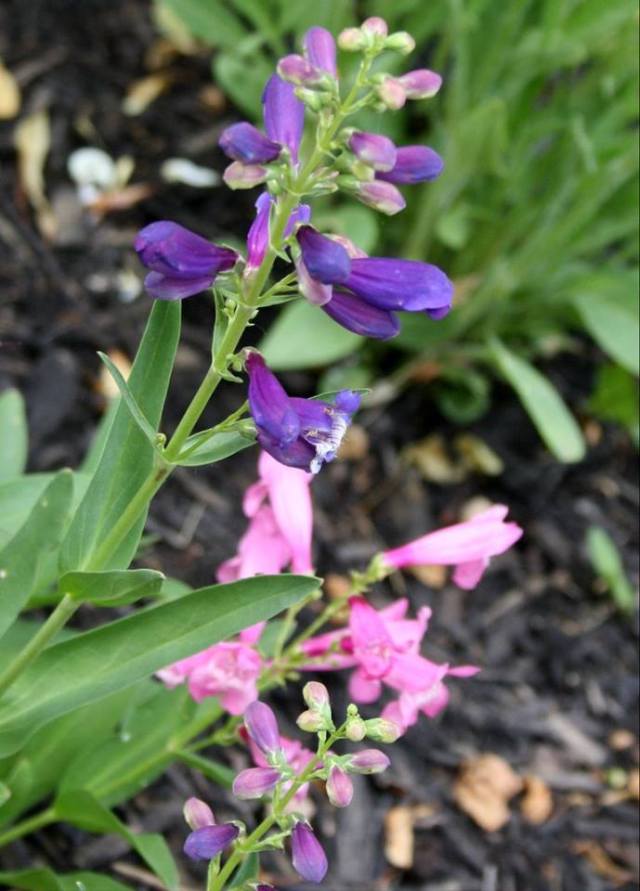 35477409_10160487595480243_2405457319581188096_n