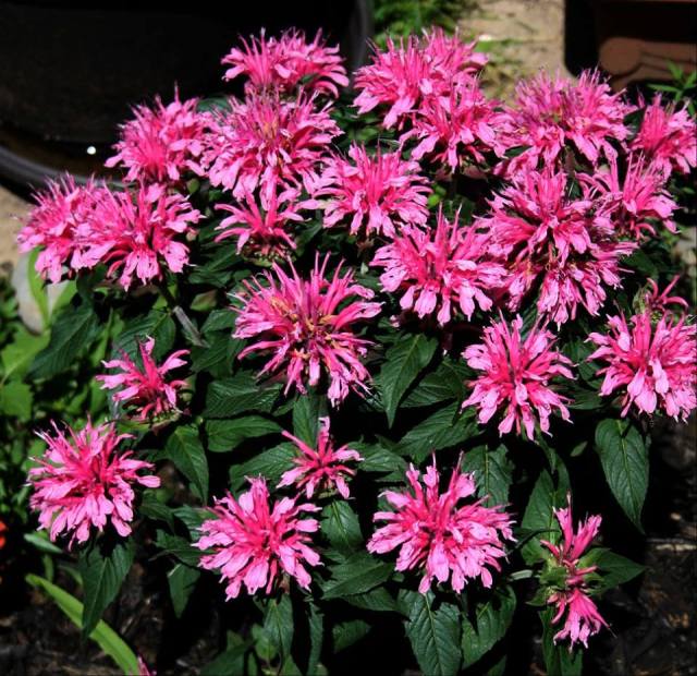 36087837_10160518453435243_7028575578877853696_n