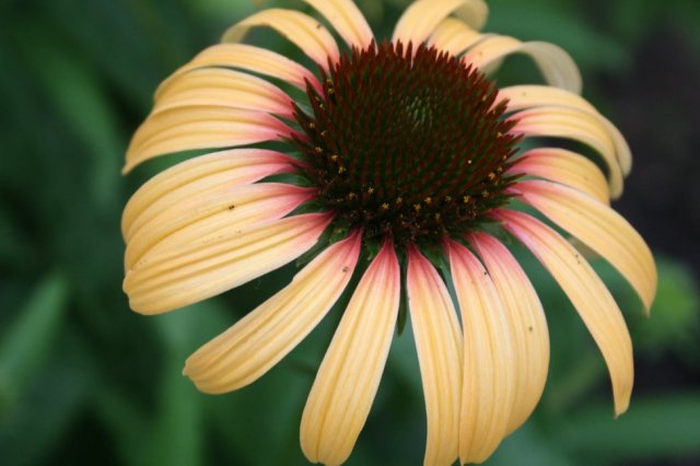 36663513_10160557447960243_4860977735742259200_o