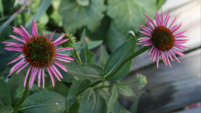 36765338_10160565172190243_7670082034626199552_o