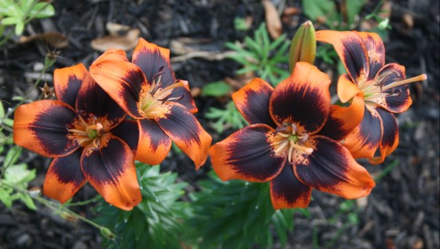 36874228_10160575047870243_2755157426587041792_o