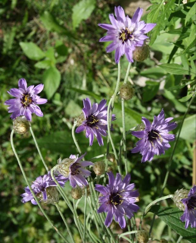 36880686_10160575047660243_8360933743300444160_n