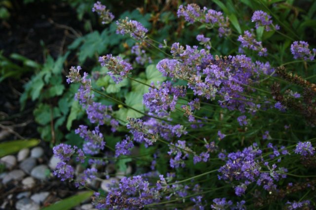 36885689_10160565172830243_5714564698699988992_o