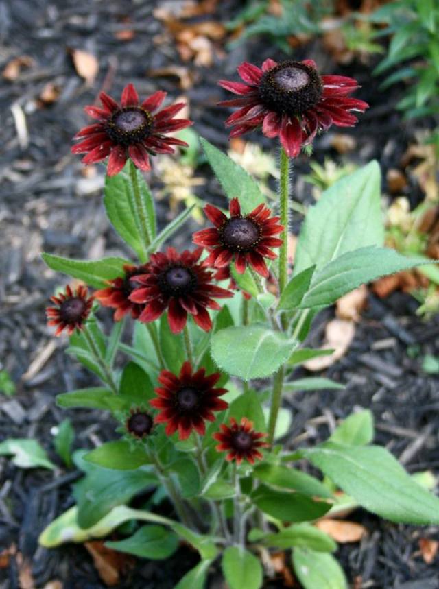 36914188_10160575048150243_8346746310975553536_n