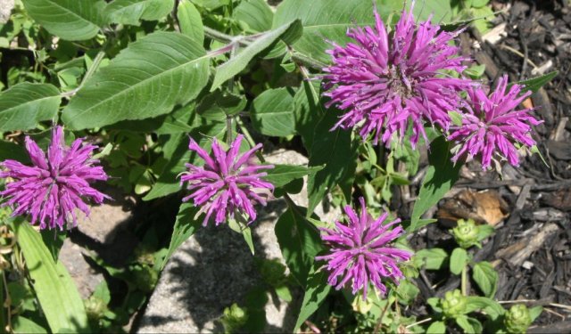 36943079_10160579807505243_8040959487202295808_o