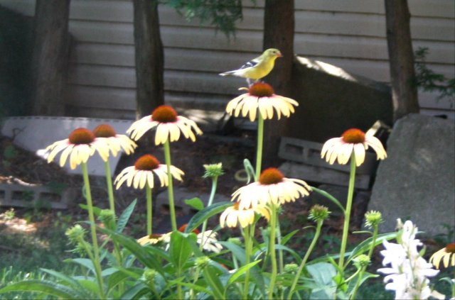 36961565_10160575100880243_4057587623235944448_o