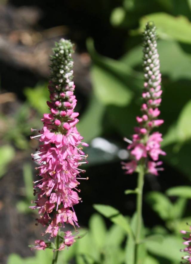 36971795_10160579807775243_1652514127702130688_n