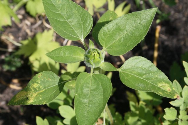 37055918_10160579807900243_2485674355049103360_o