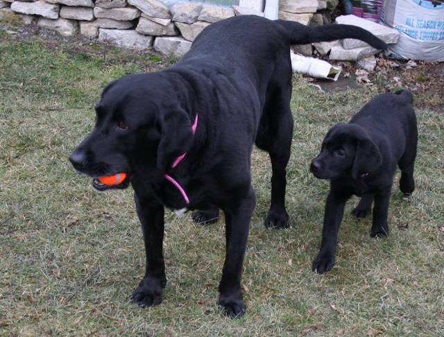 12717557_10156577742025243_8326162864217971737_n