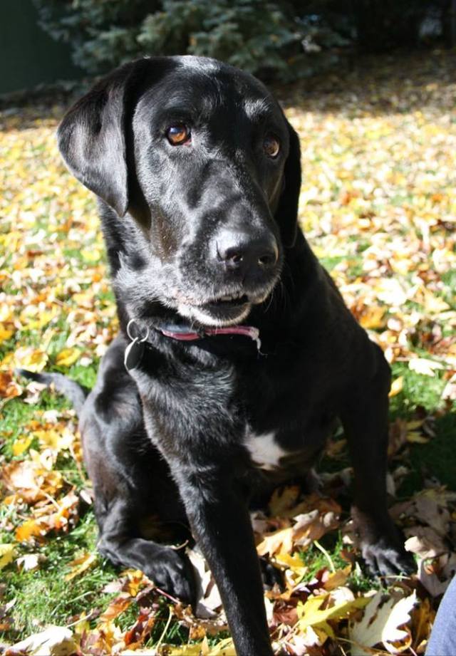 14907561_10157673721860243_6266834665909369271_n