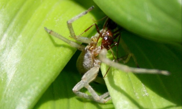 33995518_10160421060470243_31501931553751040_o