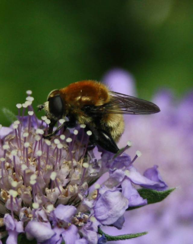 35144717_10160467170785243_7391300638065295360_n