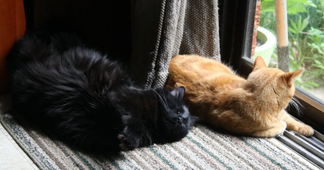 38120594_10160659826740243_3259313005757726720_o