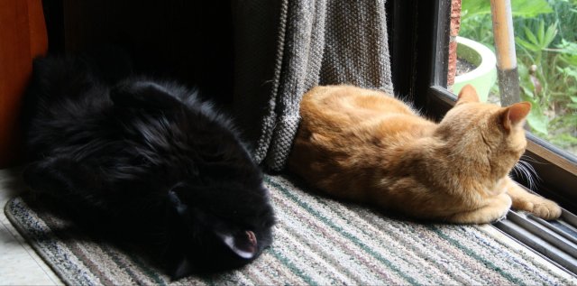 38135265_10160659826540243_6779571628666781696_o