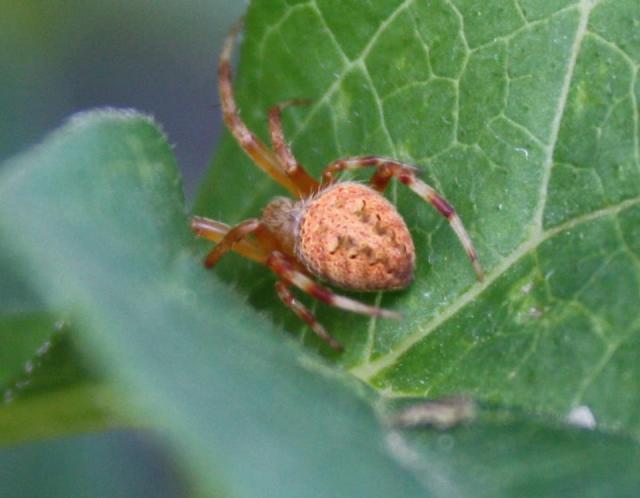 Red orb spider