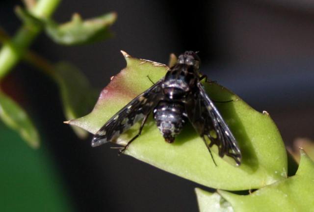 Tiger Bee Fly