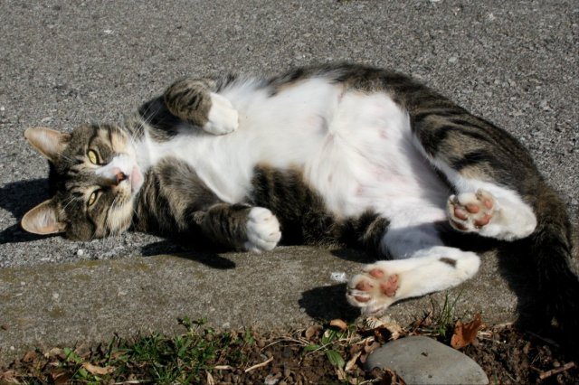 31466809_10160295806380243_5307906135573921792_o