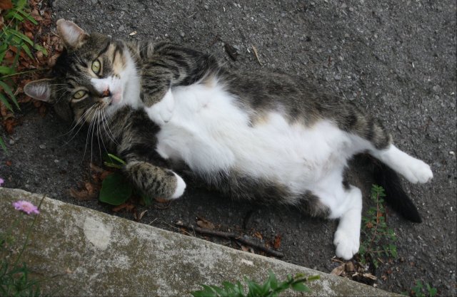 38469567_10160668846450243_5507883270324355072_o