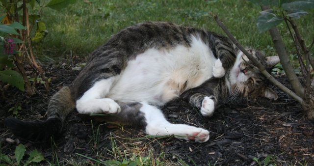 41715697_10160826954795243_7196034365179035648_o