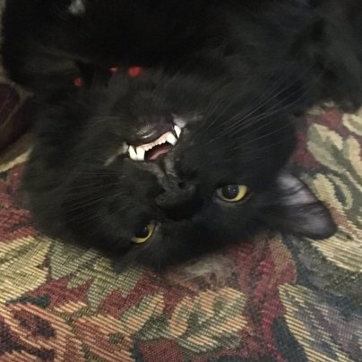 44410753_10160953064575243_8801088554504552448_n