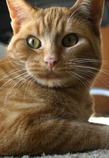 15036518_10157783812805243_568445153718913630_n