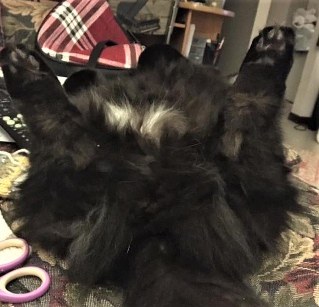 45212723_10161000118350243_1827961381375180800_n