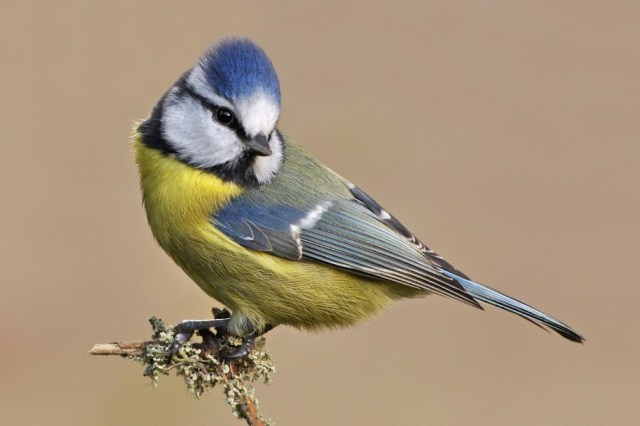 Blue_tit_looking_smart-min_1