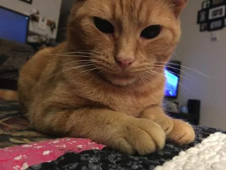 51258209_10161351434995243_6949182979562274816_n