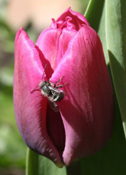 59079155_10161646778920243_5665040010630397952_n