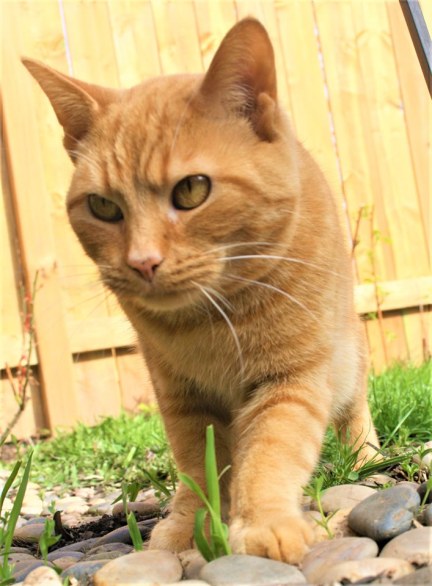 59447763_10161662736210243_1346348311719706624_n