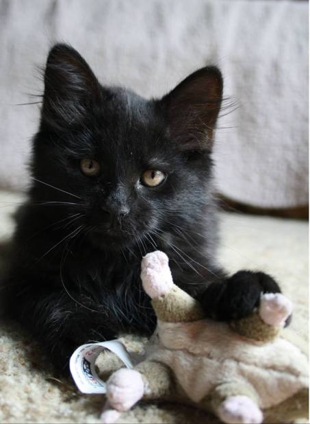 19732117_10158983021985243_7491094030487697872_n