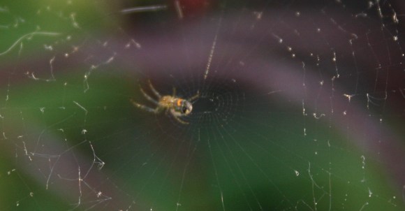 61438246_10161760180485243_886489182698995712_o