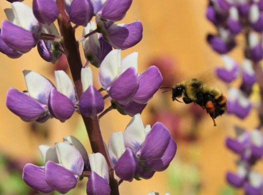 62208133_10161809840400243_5354520708422565888_o