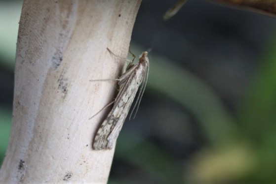 64655909_10161866299470243_3706658661662195712_o