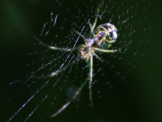 65276711_10161889246885243_4056016429709787136_n