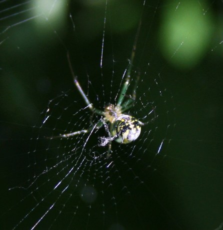 65307399_10161889247045243_1843477599272042496_n