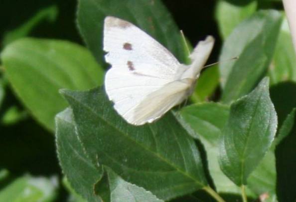 13620925_10157141698045243_2959057910711377913_n