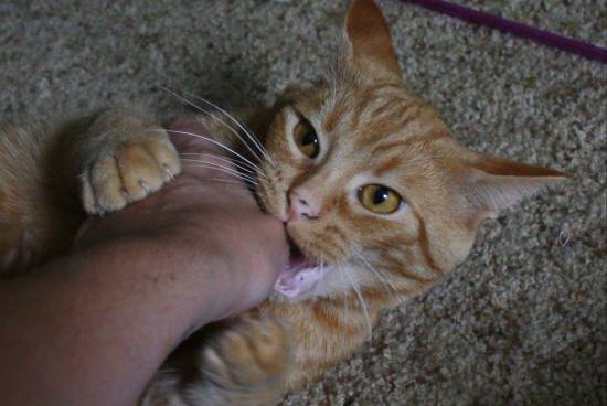 14257514_10157432692395243_332245769478781872_o