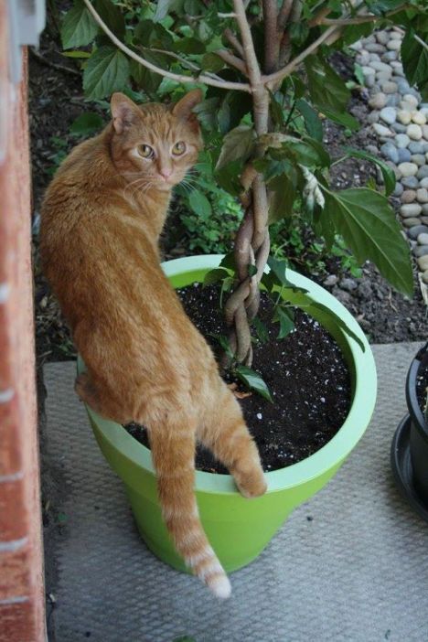 18556626_10158703049755243_5434908205898659587_o