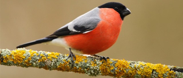 Bullfinch