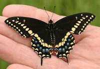 jimrobertson_blackswallowtail
