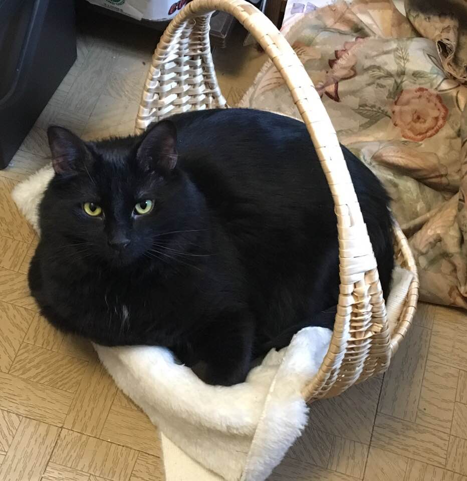 50711535_10161315989445243_8210246804290142208_n