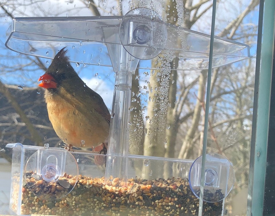 Spring Bird Unit Spring things – Wandering Cat Studio