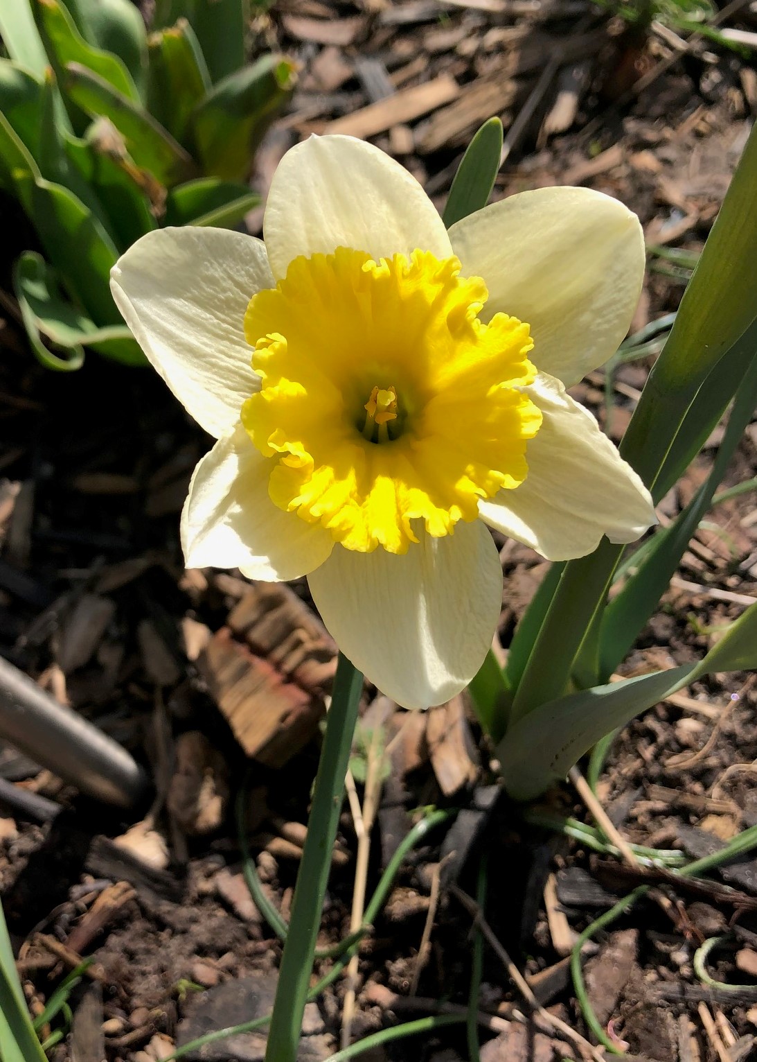 April abounds – Wandering Cat Studio