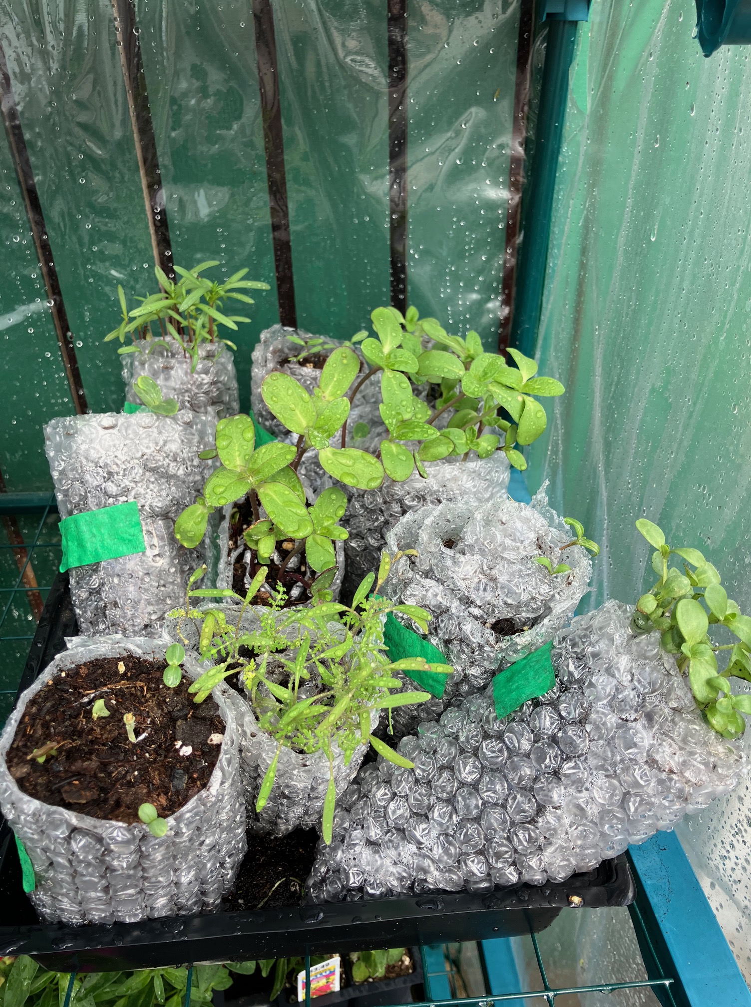 Snail Method Seedling madness – Wandering Cat Studio