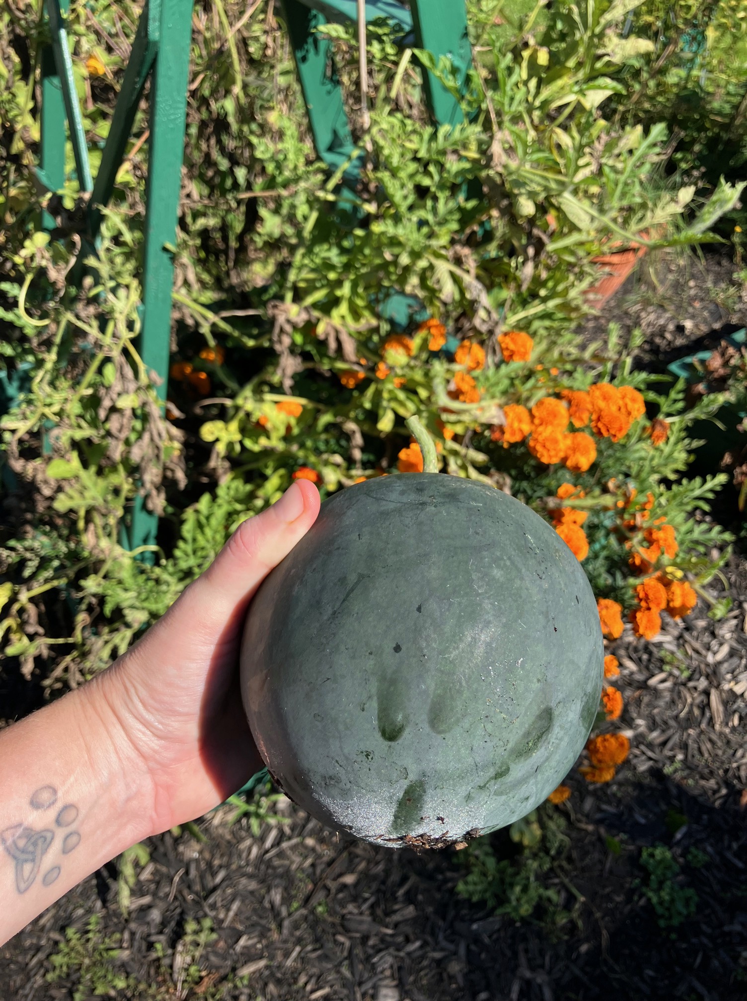 The Good, the Bad, the Ugly – Veg Edition – Wandering Cat Studio